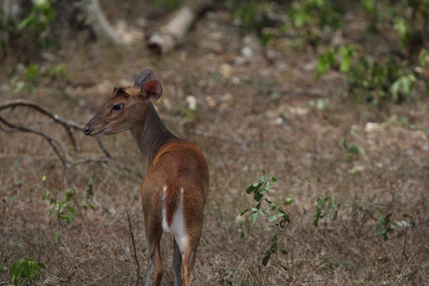 Sigiriya: Private Wilpattu National Park Safari Day Tour