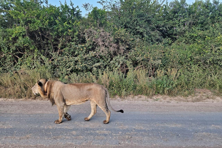 Parc national de Nairobi : promenade nocturne avec prise en charge gratuite