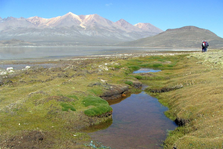 Arequipa: Tour della laguna di Salinas