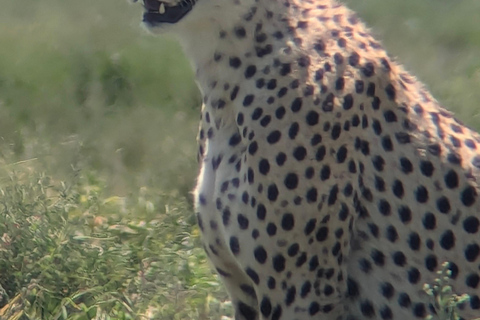 Arusha: 4 giorni di safari nel Serengeti e nel cratere Ngorongoro