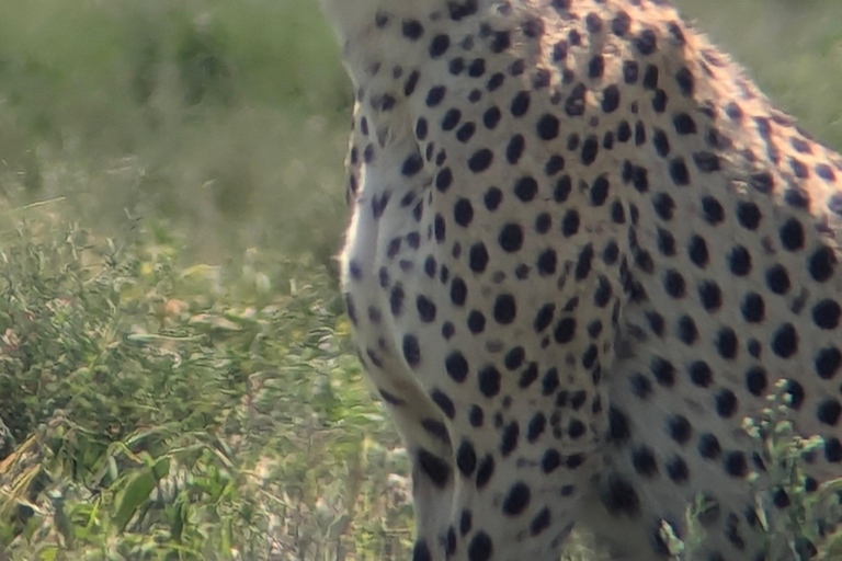 Arusha: 4 giorni di safari nel Serengeti e nel cratere Ngorongoro