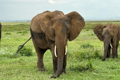 Tour di un giorno del Parco Nazionale di Amboseli e visita al villaggio Maasai