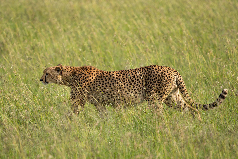 "Day Trip to Ol Pejeta: Wildlife & Picnic Lunch Adventure" olpajeta daytrip