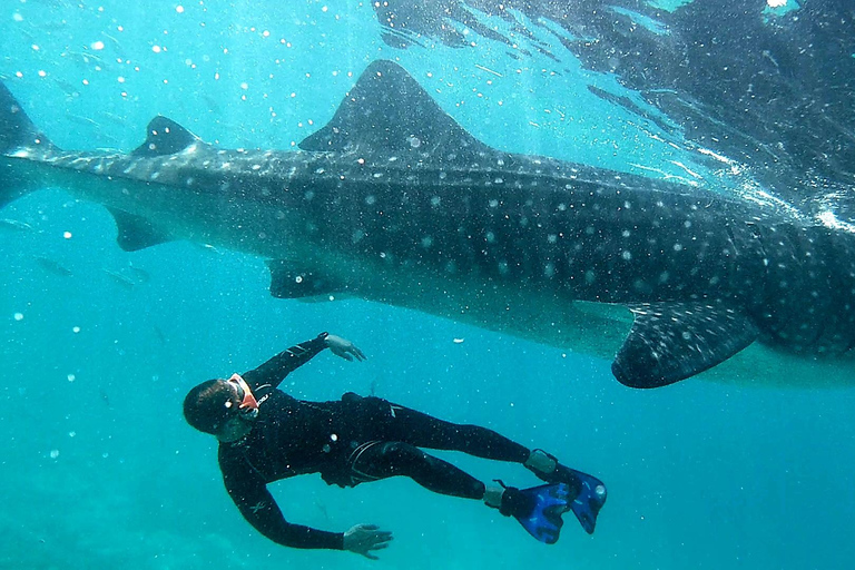 Cebu: Natação com tubarões-baleia e canoagem no KawasanTour em grupo: Natação com tubarões-baleia e canoagem no Kawasan