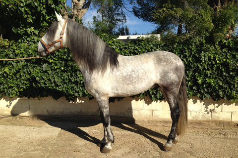 Andalusian experience in Seville: Olive Oil Mill, Stud Farm, and Traditional Breakfast. Andalusian experience in Seville: Almazara, Yeguada, and traditional breakfast.