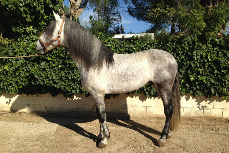 Andalusian experience in Seville: Olive Oil Mill, Stud Farm, and Traditional Breakfast. Andalusian experience in Seville: Almazara, Yeguada, and traditional breakfast.