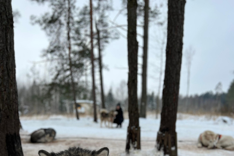 Tallinn: Husky Dog Sledding Adventure with Transfer