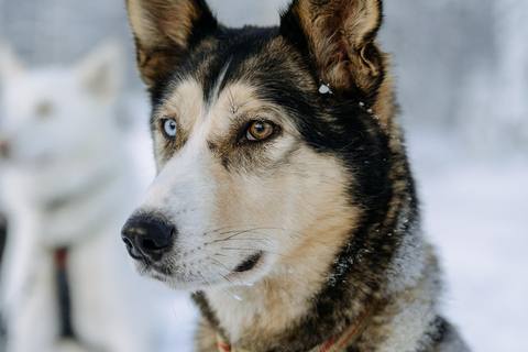 Rovaniemi: Full day Wilderness Tour by Husky Sled