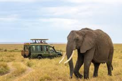 Kenya: 10-Day Bird Watching Safari with Accommodation