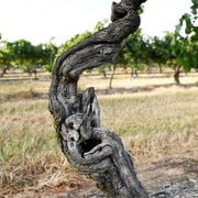 Pokolbin: The Mother Vine Experience | Tour and Wine Tasting