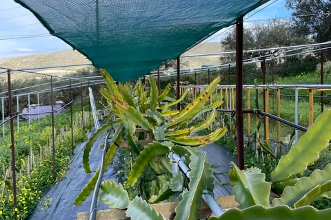 Visite d'une oliveraie traditionnelle et d'une ferme de fruits du dragon