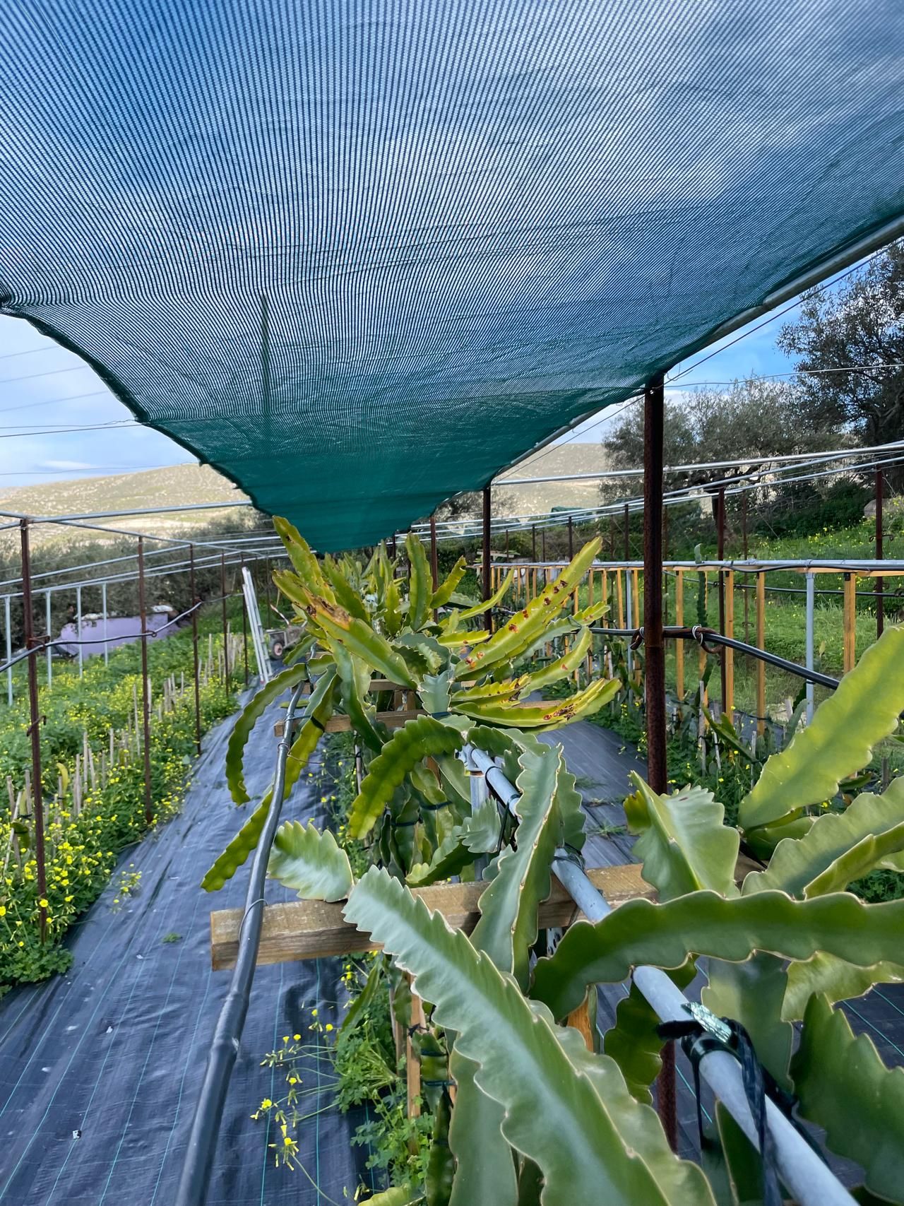 Traditioneller Olivenhain und Drachenfruchtfarm Tour