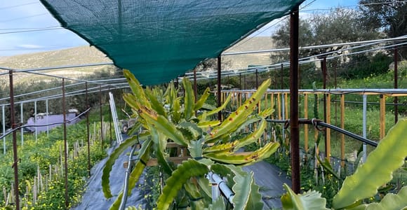 Traditional Olive Grove and Dragon Fruit Farm Tour