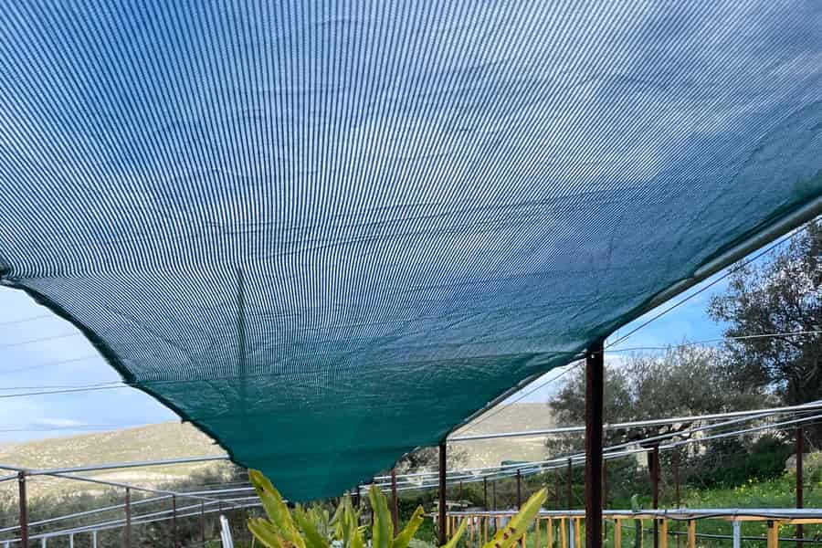 Traditioneller Olivenhain und Drachenfruchtfarm Tour. Foto: GetYourGuide Traditioneller Olivenhain und Drachenfruchtfarm Tour. Foto: GetYourGuide