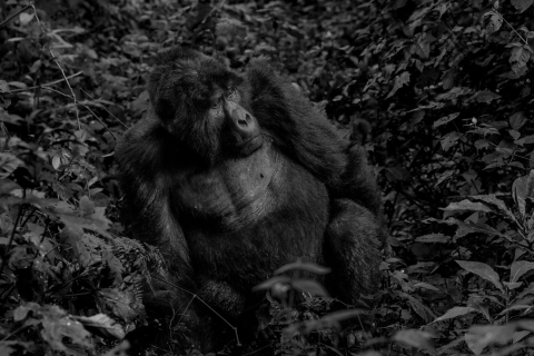 3 Tage Bwindi Gorilla Safari Uganda Urlaub von Kigali