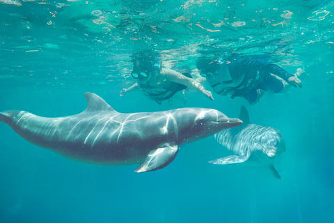 Isla Mujeres: Full Day at Dolphin Discovery Dolphin Royal Connection: Enjoy a VIP experience with two dolphins