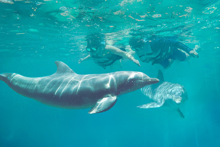 Isla Mujeres: Full Day at Dolphin Discovery Dolphin Royal Connection: Enjoy a VIP experience with two dolphins