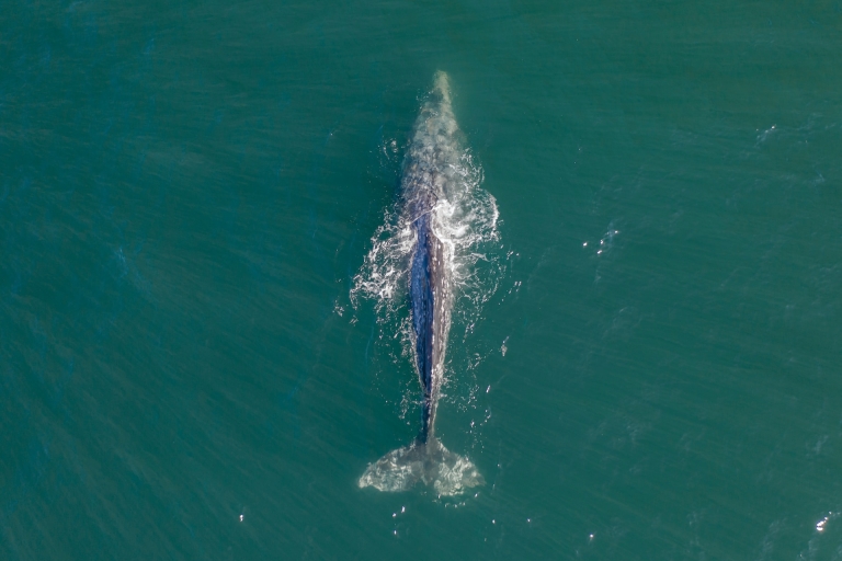 Avistamiento de ballenas en Mirissa