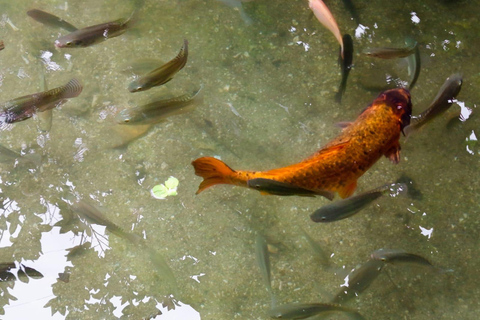 Port Vila: Mele Cascades, Snorkeling, and Fish Feeding Tour