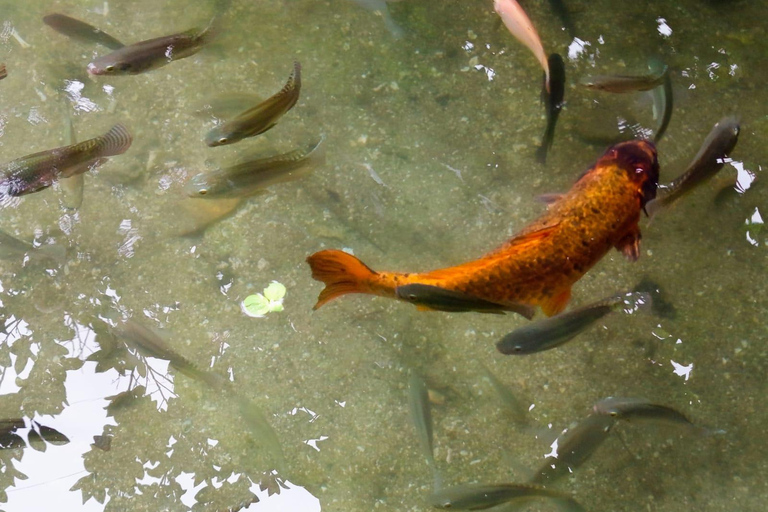 Port Vila: Mele Cascades, Snorkeling, and Fish Feeding Tour