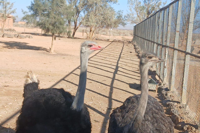 Amman: Desert Castles Shaumari Wildlife Private Day Trip
