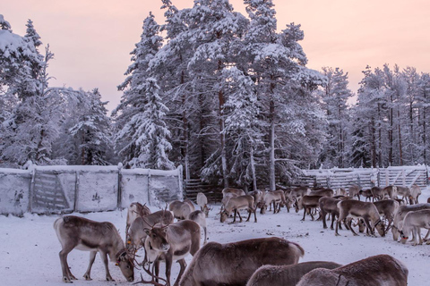 Reindeer Sleigh Ride and Farm tour to feed the reindeer