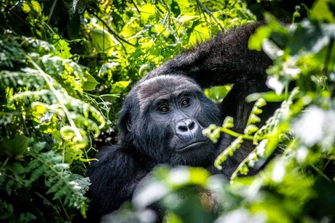 Z Kampali: 3-dniowa wycieczka tropem goryli Bwindi