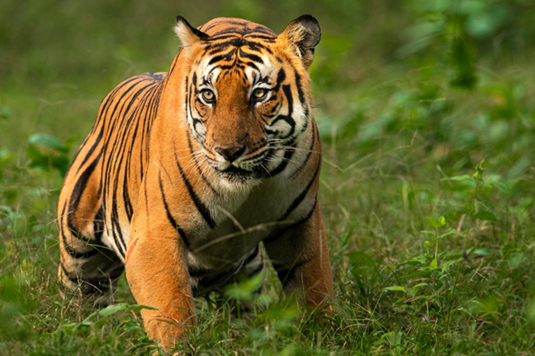 From Delhi: Same-Day Wildlife Safari at Sriska and Jhalna Tour with Transportation and Guide only