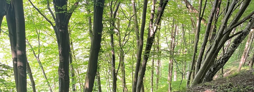 Rzeszów : Excursion à la campagne avec feu de camp et grillades de saucisses