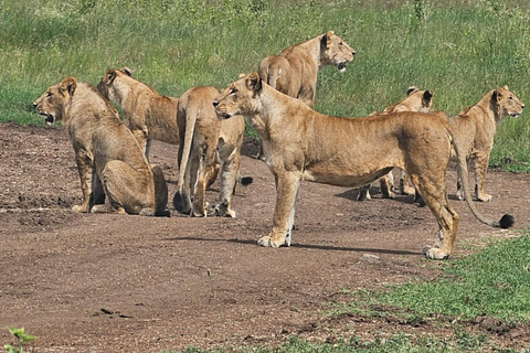 Nairobi National Park Half-Day Safari – Wildlife Game Drive