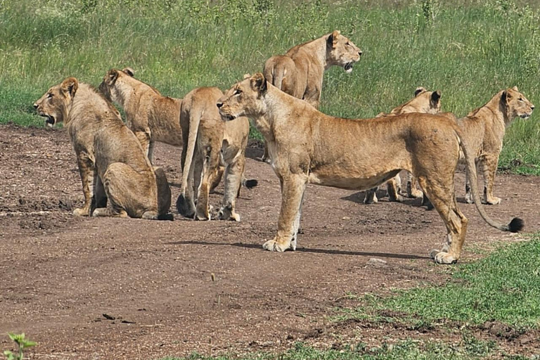 Nairobi National Park Half-Day Safari – Wildlife Game Drive