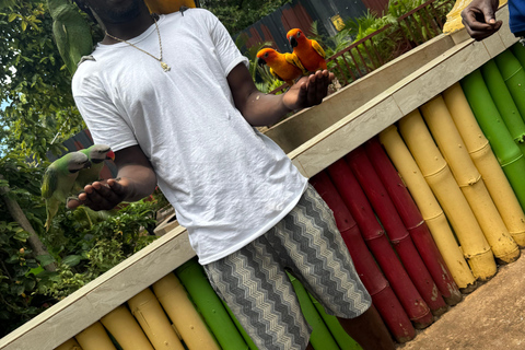 Exotic bird tour and Souvenir Shopping from Montego Bay