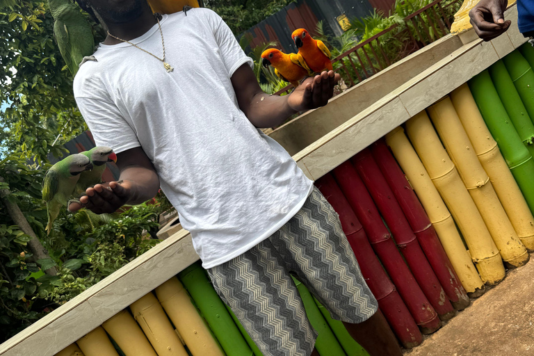 Exotic bird tour and Souvenir Shopping from Montego Bay