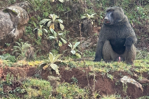 Addis Ababa: Mount Entoto Hike, Injera & Hyena Experience