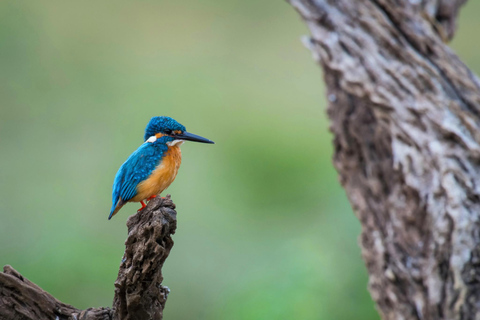 Krabi: Kayak Adventure through Ao Thalane Mangrove Forest