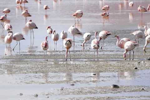 3-Days Nairobi Lake Bogoria and Lake Nakuru National Park