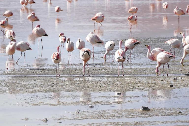 3-Days Nairobi Lake Bogoria and Lake Nakuru National Park