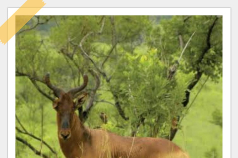 Addis Abeba: 8-tägige Tour zu den Bale Mountains und dem Maze Park mit Wildtieren