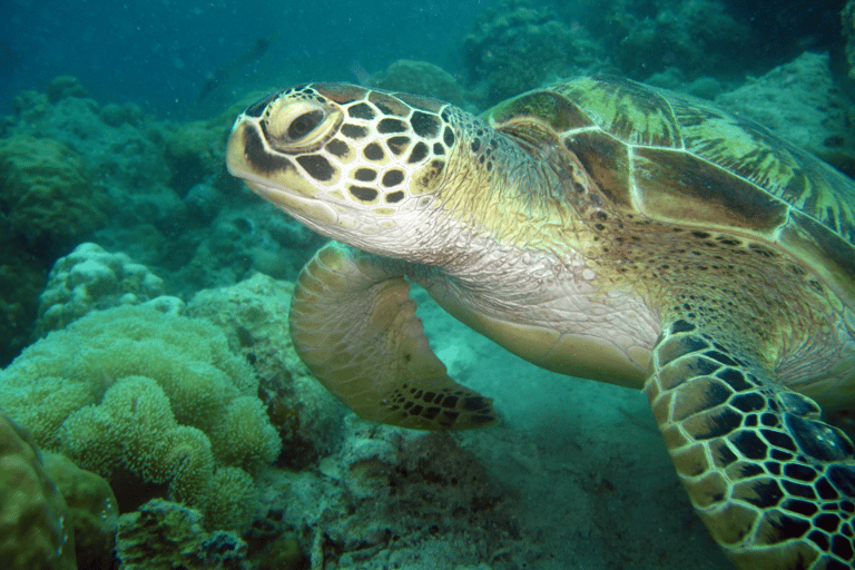 Phuket: Kombinerad sol &amp; solnedgång med snorkling och simning