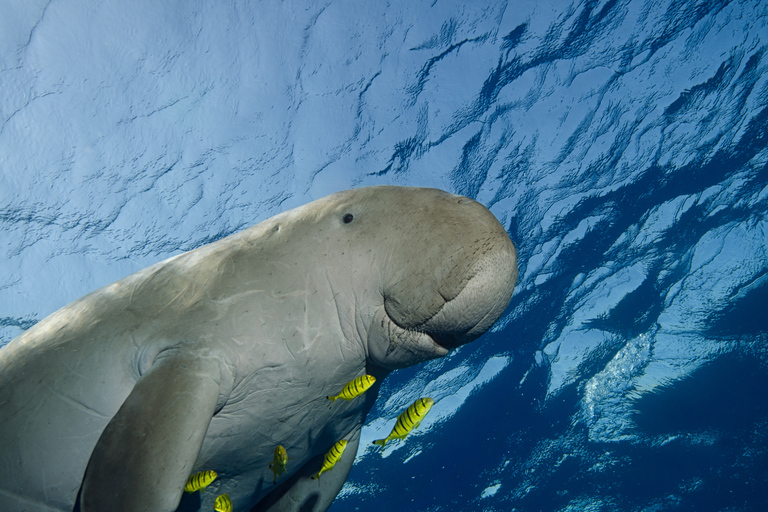 Coron: Dugong Watching and Snorkeling Tour with Lunch