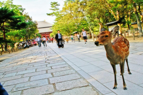 Atractivo recorrido por Nara