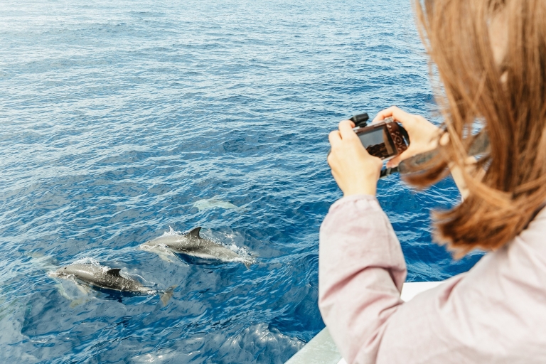 Tenerife: walvis- en dolfijnenboottocht met onderwaterzichtWalvis- en dolfijnenboottocht van 2 uur zonder ophaalservice