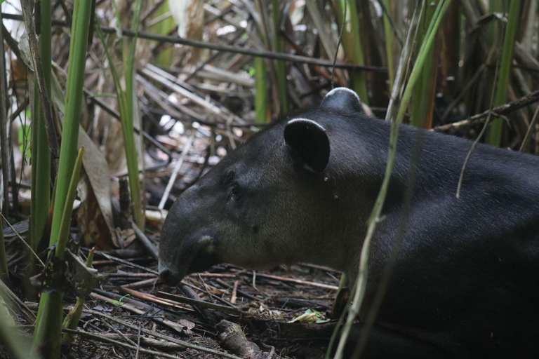 Corcovado nationalpark, San Pedrillo Station, 1 dags vandring