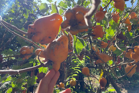 Medellín: Cacao Farm Private Guided Tour