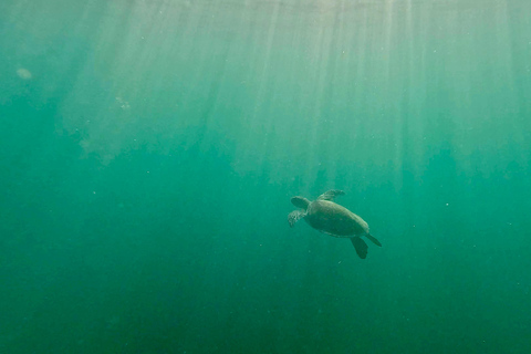 Ft Lauderdale: Combo Deal Snorkel Reefs, Kayak/SUP Mangroves
