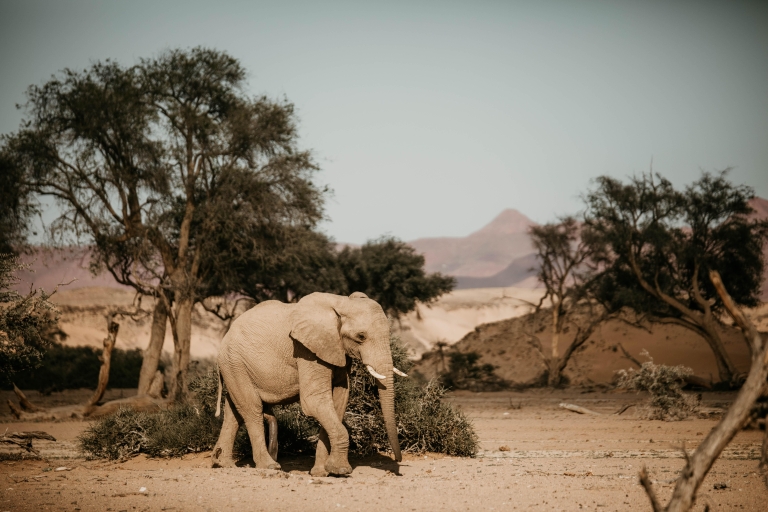 10 jours de safari en petit groupe à la découverte de la Namibie10 jours de safari en petit groupe à la découverte de la Namibie - Chambre à deux lits