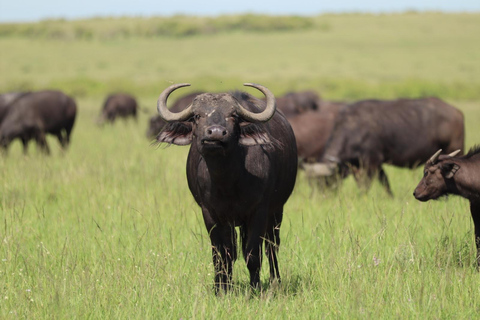 Viaggio di un giorno da Nairobi a Maasai Mara - AWNairobi: Escursione di un giorno nella Riserva Nazionale di Maasai Mara - Privato