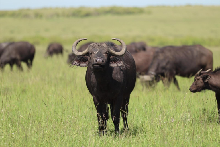 Viaggio di un giorno da Nairobi a Maasai Mara - AWNairobi: Escursione di un giorno nella Riserva Nazionale di Maasai Mara - Privato