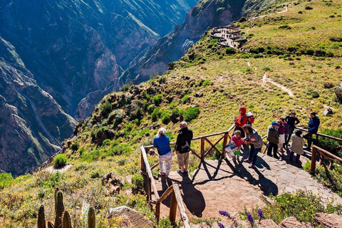 From Arequipa: Colca Canyon Day Trip with Buffet Meals