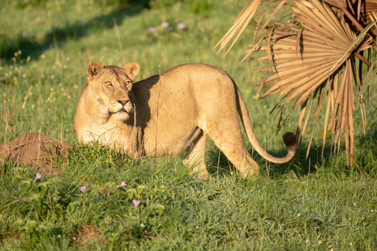 Murchison falls; 3days midrange tour to murchison falls